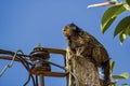 Callithrix sp monkey on light pole - Brazilian Sagui on light pole