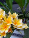 Photo of a Cambodian flower (Plumeria) blooming with its beautiful petals.