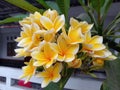 Photo of a Cambodian flower (Plumeria) blooming with its beautiful petals.