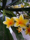 Photo of a Cambodian flower (Plumeria) blooming with its beautiful petals. Royalty Free Stock Photo