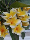 Photo of a Cambodian flower (Plumeria) blooming with its beautiful petals. Royalty Free Stock Photo