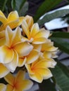 Photo of a Cambodian flower (Plumeria) blooming with its beautiful petals.