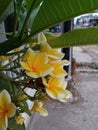 Photo of a Cambodian flower (Plumeria) blooming with its beautiful petals. Royalty Free Stock Photo