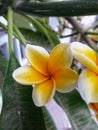 Photo of a Cambodian flower (Plumeria) blooming with its beautiful petals. Royalty Free Stock Photo