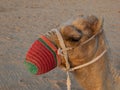 Photo Of Camel Resting On Sand Dunes Desert Safari Royalty Free Stock Photo