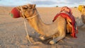 Photo Of Camel Resting On Sand Dunes Desert Safari Royalty Free Stock Photo