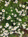 Photo of a camomile field. Small white with yellow flowers in lush grass.