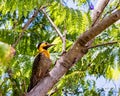 Campo Flicker woodpecker bird - Colaptes campestris - on tree branch