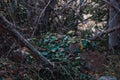 Rock covered with green wild leafs in a dense wet forest in autumn Royalty Free Stock Photo