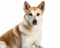 photo of Canaan dog isolated on white background. Generative AI