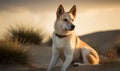 photo of Canaan dog sitting in a desert during golden hour sunset. Generative AI