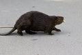 photo of a Canadian beaver walking across the road