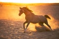 Photo of arabian stallion in dust on the desert