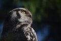 Look up look down for the owl watched over all Royalty Free Stock Photo