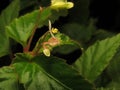 Begonia semiovata plant, small white flowering