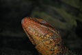 Lizard reptile colourful skin on his head. Royalty Free Stock Photo