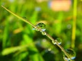 Morning Dew Drops: Nature's Sparkling Jewels on the Grass