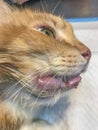 Photo captures a cat\'s struggle, right lower jaw swollen, potential causes include gingivitis, mouth ulcers, or infections