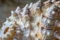 This photo captures a detailed view of a sea shell as it rests on a sandy beach, Detailed image of the texture on a seashell, AI