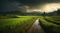 Rainy season rice fields Royalty Free Stock Photo