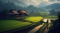 Rainy season rice fields Royalty Free Stock Photo