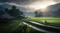 Rainy season rice fields Royalty Free Stock Photo