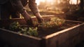 Sunrise Gardening: Planting Vegetables in a Raised Garden Bed