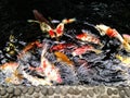 Glistening Koi Fish in a Peaceful Pond