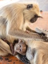 A Mother\'s Love: Heartwarming Moment Between a Monkey Mother and her Baby Royalty Free Stock Photo