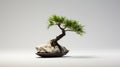 Serene Selkiecore: Minimalist Bonsai Tree On Rock - Hd Desktop Wallpaper