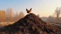 Rural Serenity: A Farm View with a Rooster on a Dung Heap