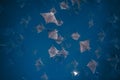 Amazing Sight: A School of Mobula Rays baja california