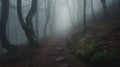 Lost in the Fog: A Forest Path Adventure Royalty Free Stock Photo