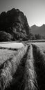 Contrasting Light: A Stunning Black And White Photograph Of Rice Fields Near Mountains