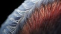 Macro Shot Of Jellyfish Skin With Fine Feather Details