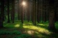 A photo capturing the natural beauty of the sun shining through the trees in a dense forest, A hidden forest glade with sunlight Royalty Free Stock Photo