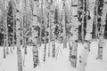A photo capturing a serene winter scene of a group of trees covered in snow, A near-monochrome world of white birch trees after a