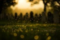 A photo capturing the sunlight shining through raindrops on blades of grass, Rain falling on a military cemetery, accentuating the