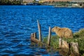Photo of a capybara next to the water reservoir in the city of Pocos de Caldas - Minas Gerais, Brazil