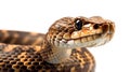 Photo of Cascabel Rattlesnake or Crotalus durissus terrificus head close up isolated on white background