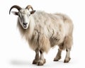 photo of cashmere goat isolated on white background. Generative AI