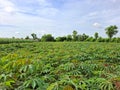 Photo of cassava fields, Manihot esculenta Royalty Free Stock Photo