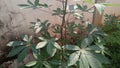 photo of cassava leaf plants in the yard of the house Royalty Free Stock Photo