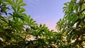 photo of cassava leaves