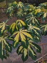 Photo of Cassava varigata leaves in a lush and beautiful looking field