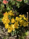 Cassia John Ball or Cassia corymbosa Plant Photo