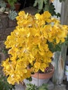 Cassia John Ball or Cassia corymbosa Plant Photo