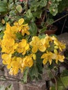 Cassia John Ball or Cassia corymbosa Plant Photo