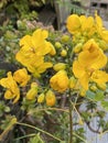 Cassia John Ball or Cassia corymbosa Plant Photo