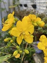 Cassia John Ball or Cassia corymbosa Plant Photo